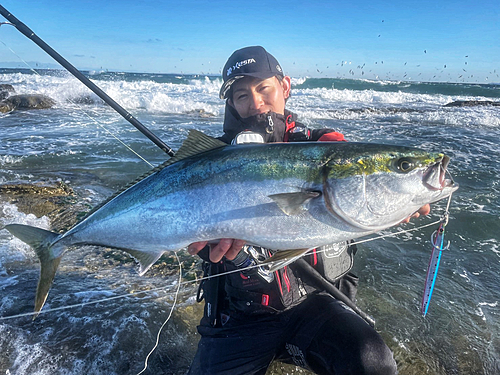 ブリの釣果