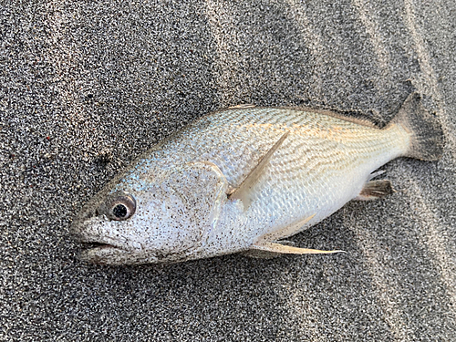 ニベの釣果