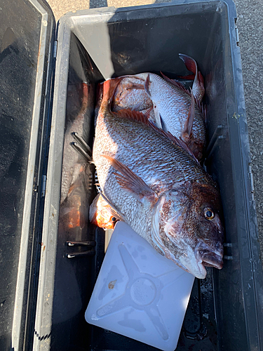 タイの釣果