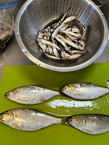 カタクチイワシの釣果