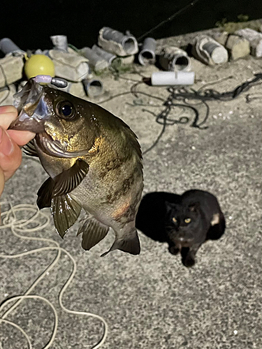 メバルの釣果