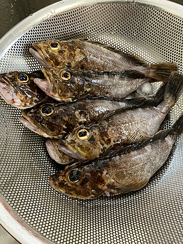 カサゴの釣果