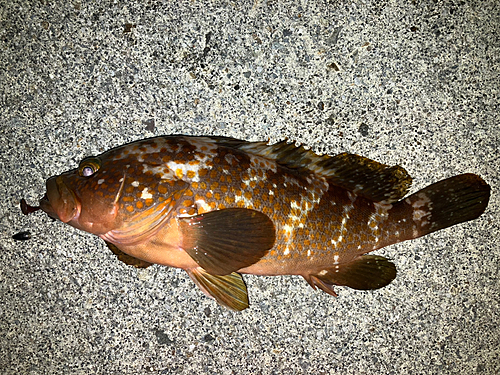 アコウの釣果