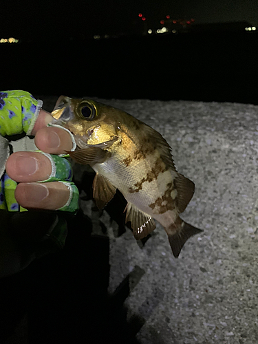 メバルの釣果