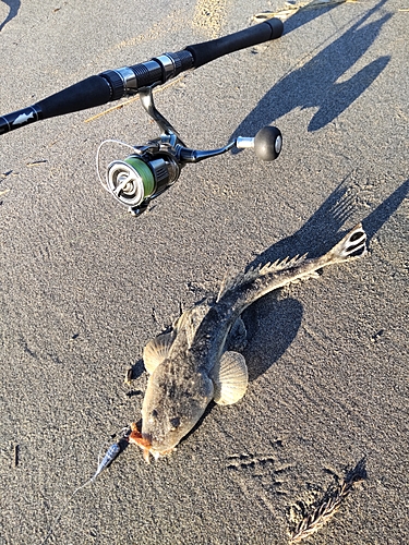 マゴチの釣果