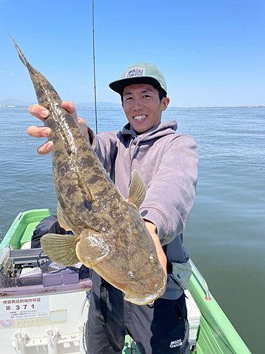 マゴチの釣果