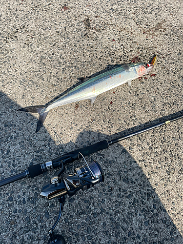 サゴシの釣果