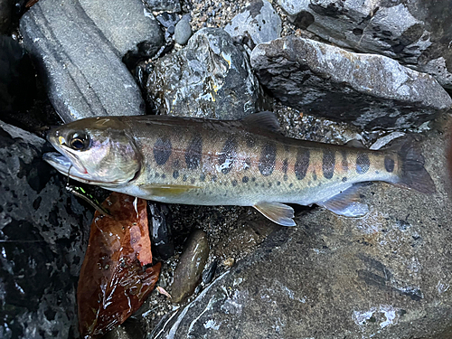 ヤマメの釣果