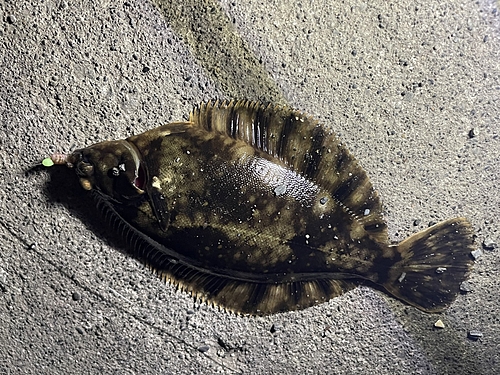 カレイの釣果