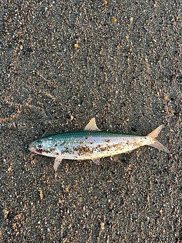 カタボシイワシの釣果