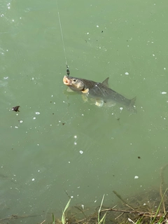 ウグイの釣果