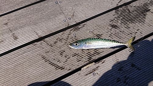 サバの釣果