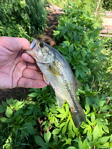 ブラックバスの釣果