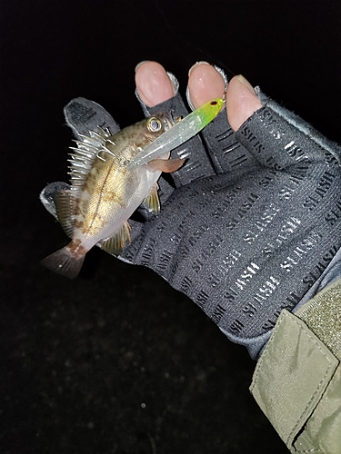 シロメバルの釣果