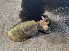 モンゴウイカの釣果