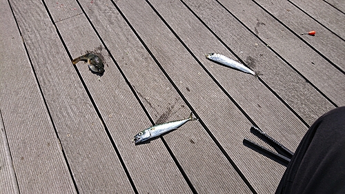 サバの釣果