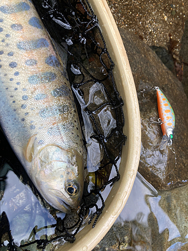 ヤマメの釣果