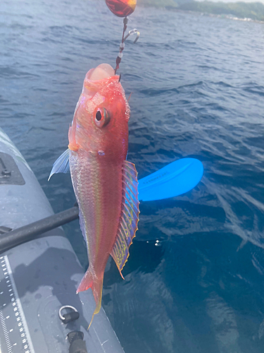 イトヨリダイの釣果