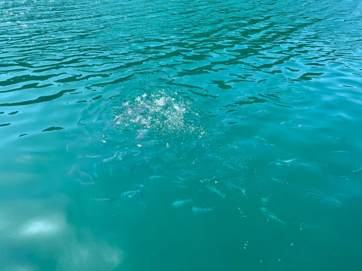 おさるまんさんの釣果 2枚目の画像