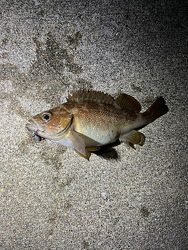 エゾメバルの釣果