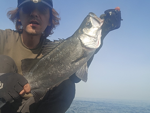 スズキの釣果