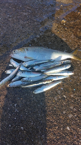 カタクチイワシの釣果