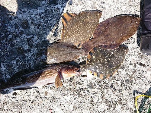 カレイの釣果