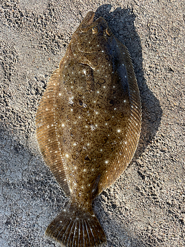 ソゲの釣果