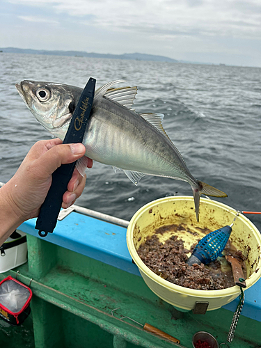 マアジの釣果