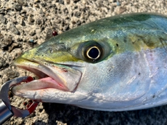 メジロの釣果