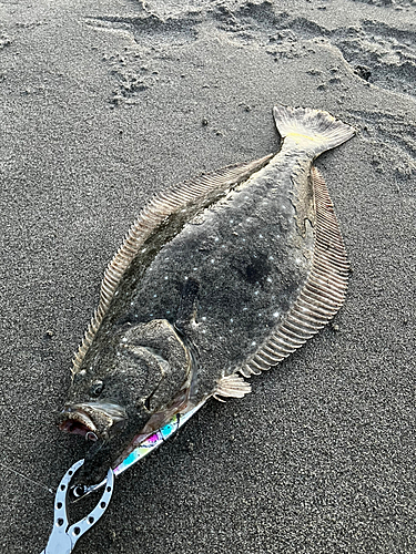 ヒラメの釣果