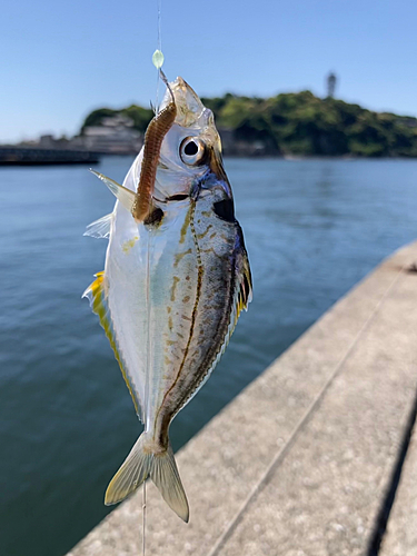 ヒイラギの釣果