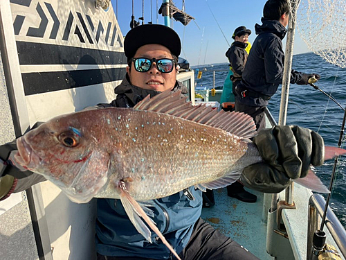 マダイの釣果