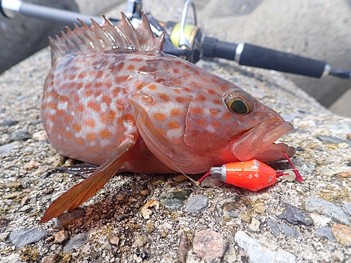 キジハタの釣果