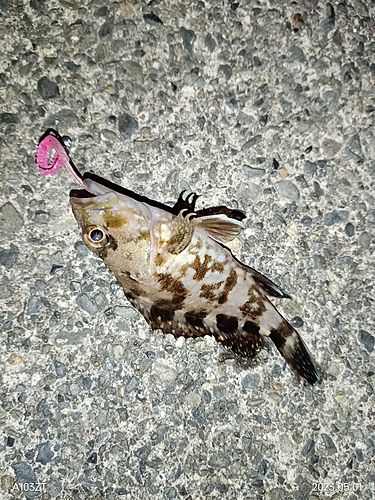 カサゴの釣果