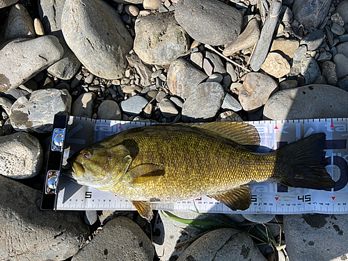 スモールマウスバスの釣果