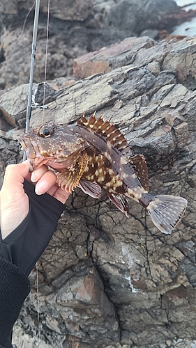 カサゴの釣果