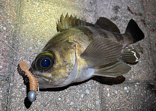 メバルの釣果