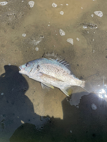 キビレの釣果