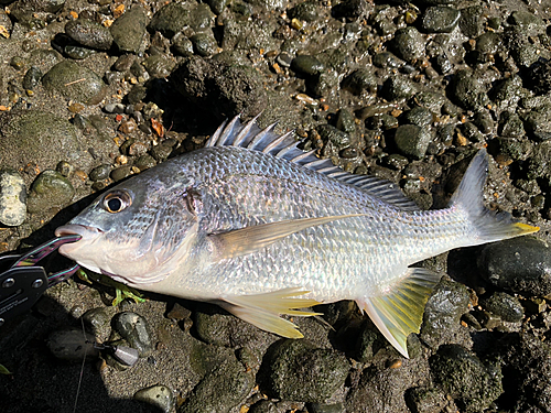 キビレの釣果