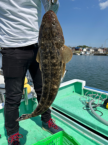 コチの釣果