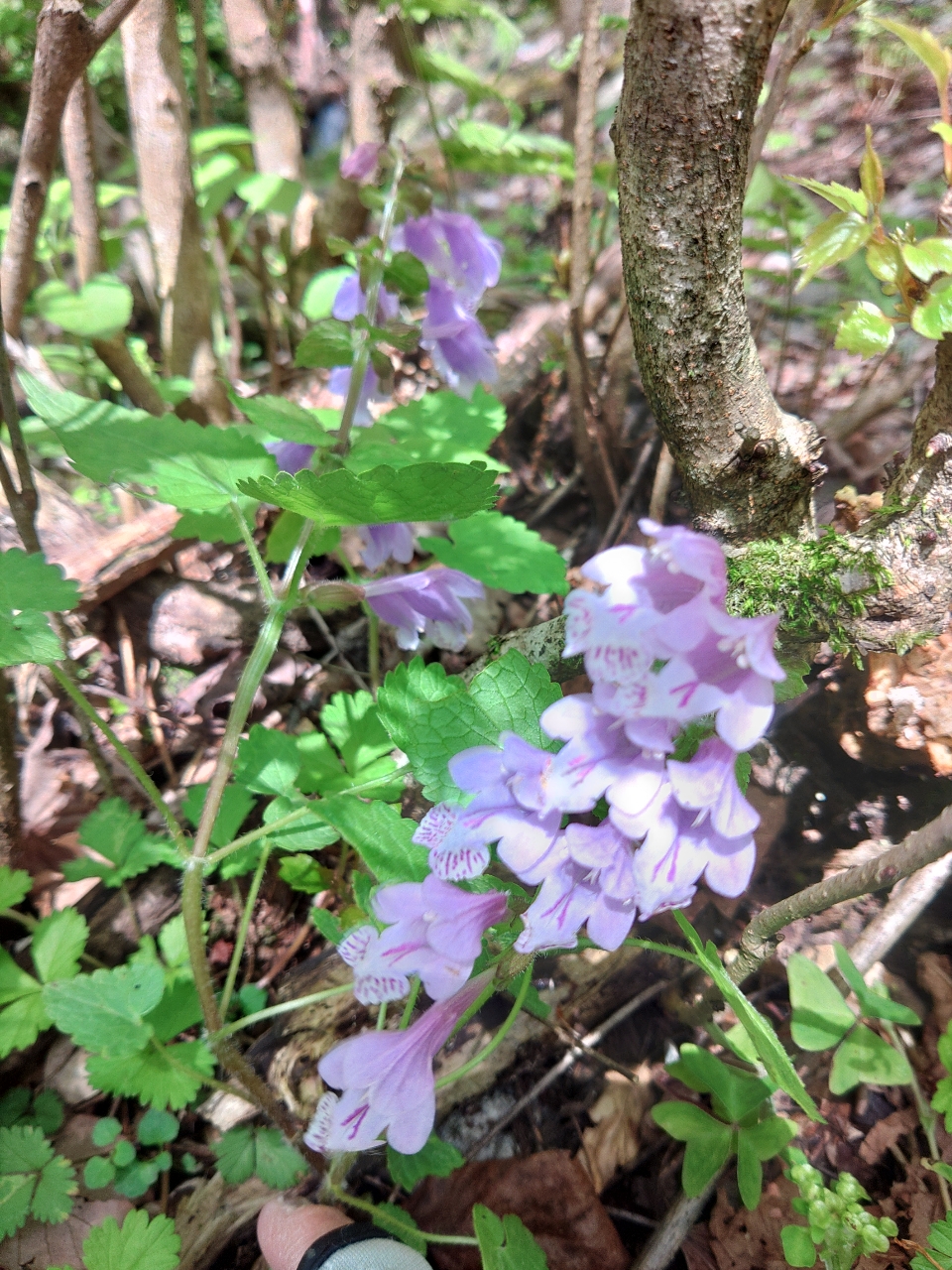 イワナ