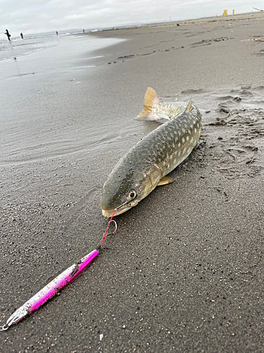 アメマスの釣果