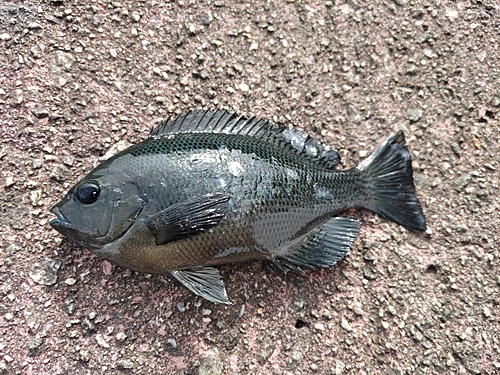 メジナの釣果