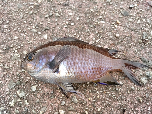 スズメダイの釣果