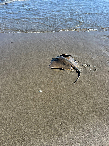 アカエイの釣果