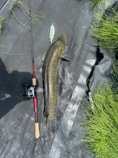 ライギョの釣果