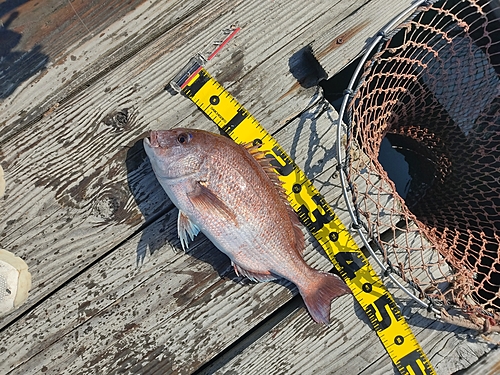 マダイの釣果