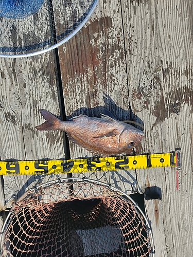 マダイの釣果