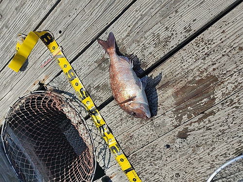 マダイの釣果